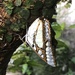 Polyura weismanni - Photo (c) Takaaki Hattori, some rights reserved (CC BY), uploaded by Takaaki Hattori