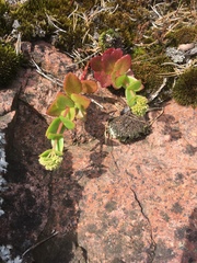 Hylotelephium telephium