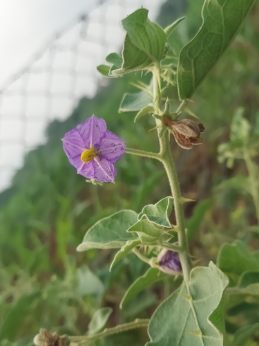 Image of Solanum melongena by (c) Raja Sekhar Chimirala, some rights reserved (CC BY)