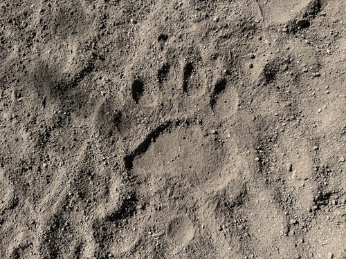 American Black Bear photographed in Arizona