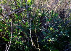 Euphorbia loricata