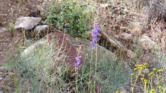 Delphinium parishii subglobosum