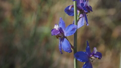 Delphinium parishii subglobosum