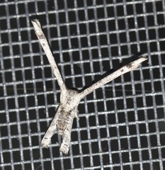 Phazaca interrupta