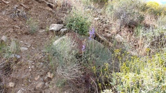 Delphinium parishii subglobosum
