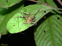 Heteropoda boiei