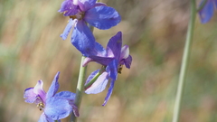 Delphinium parishii subglobosum