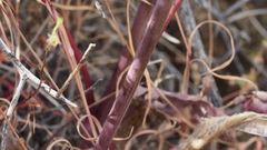 Delphinium parishii subglobosum