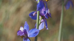 Delphinium parishii subglobosum