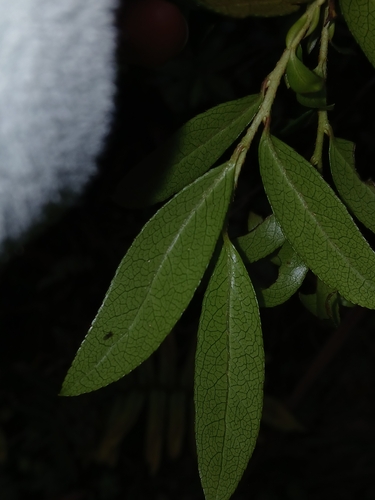Image of Gaultheria appressa by (c) naturewatchwidow, some rights reserved (CC BY)