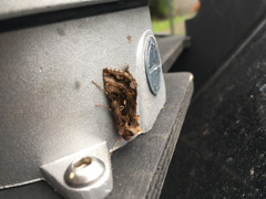 Autographa pulchrina