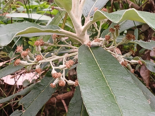 Image of Bedfordia arborescens by (c) Leon Perrie, some rights reserved (CC BY)