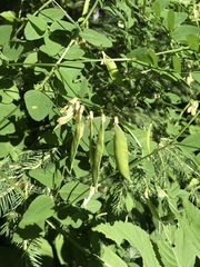 Vicia dumetorum