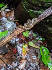 Craspedocephalus malabaricus