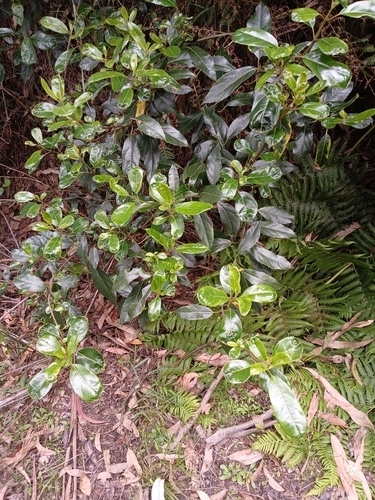 Image of Hedycarya angustifolia by (c) Leon Perrie, some rights reserved (CC BY)