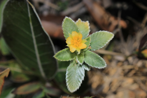 Turnera lineata
