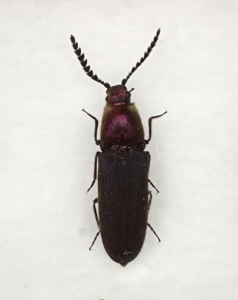 Limonius ignicollis
