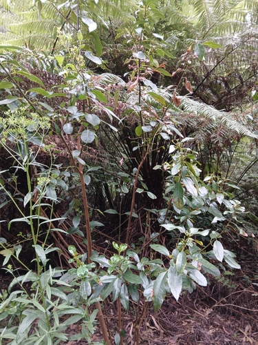 Image of Hedycarya angustifolia by (c) naturewatchwidow, some rights reserved (CC BY)