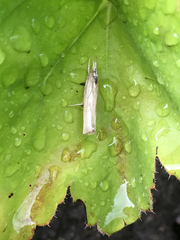 Lepidoptera