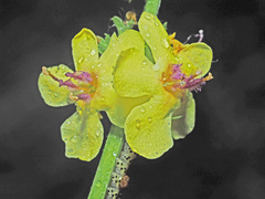 Verbascum pyramidatum