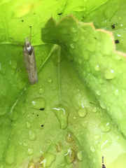 Lepidoptera
