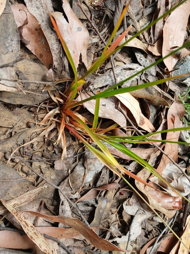 Image of Juncus planifolius by (c) Leon Perrie, some rights reserved (CC BY)