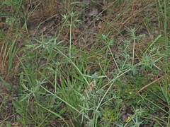 Eryngium caeruleum