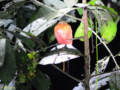 Harpactes duvaucelii