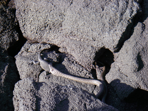 Thomas' Racer, Pseudalsophis thomasi