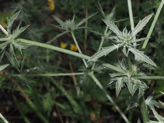 Eryngium caeruleum