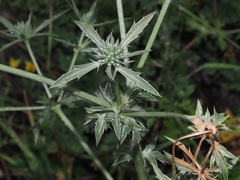 Eryngium caeruleum