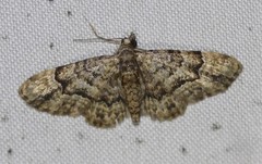 Gymnoscelis lophopus