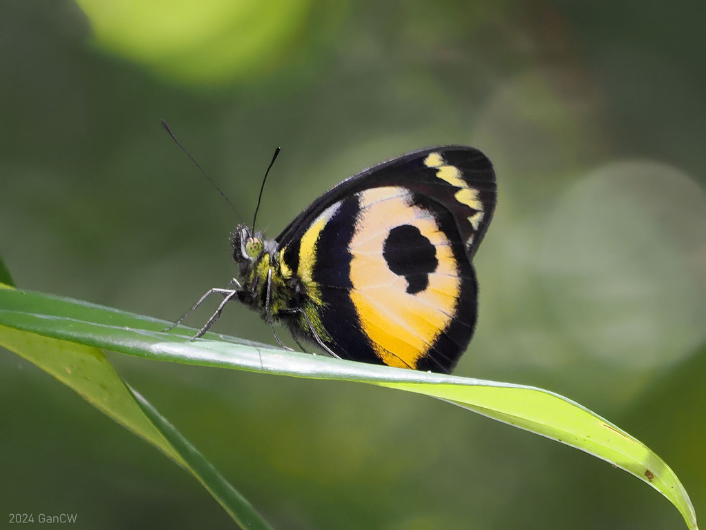 Delias albertisi