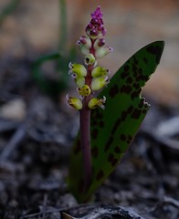 Lachenalia membranacea