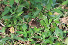 Mycalesis anaxias