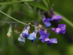 Lathyrus palustris pilosus