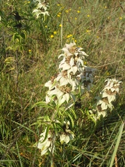 Monarda maritima