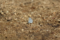 Celastrina lavendularis