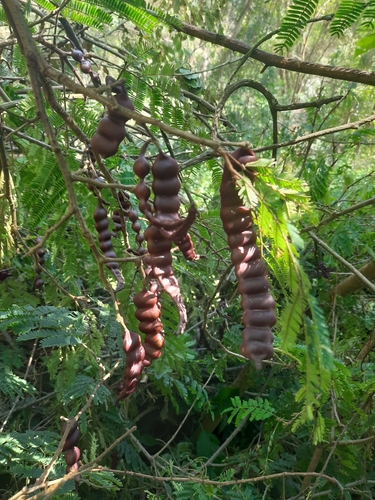 Senegalia rugata, photograph 5