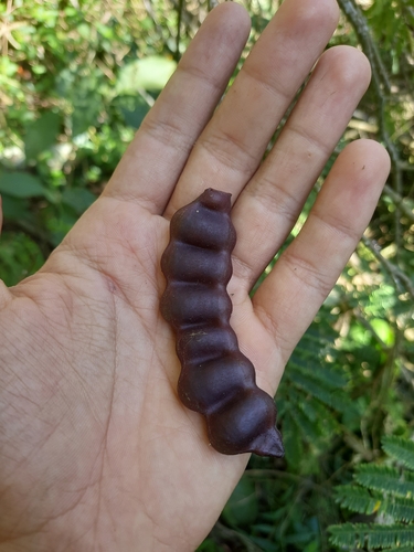 Senegalia rugata, photograph 6