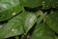 Adoliadini