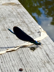 Calopteryx virgo