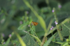 Oriens goloides