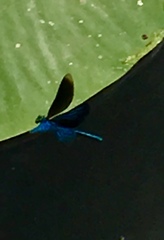 Calopteryx virgo