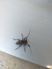 Aegomorphus clavipes