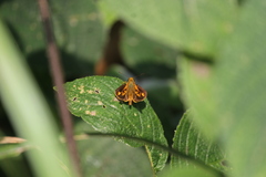 Oriens goloides