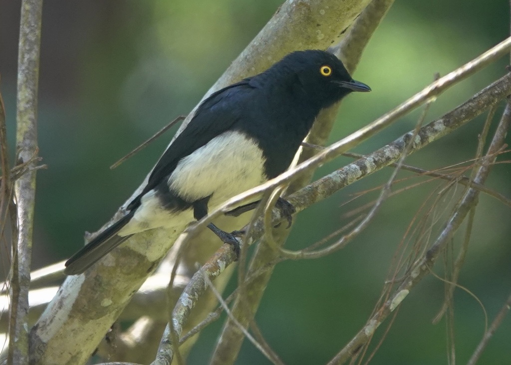 Abbott's Starling