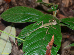 Aphaniotis ornata