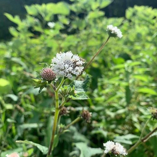Melanthera nivea image