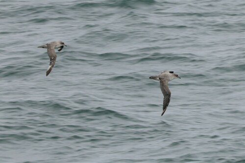 Grey Petrel (Procellaria cinerea), photo 4